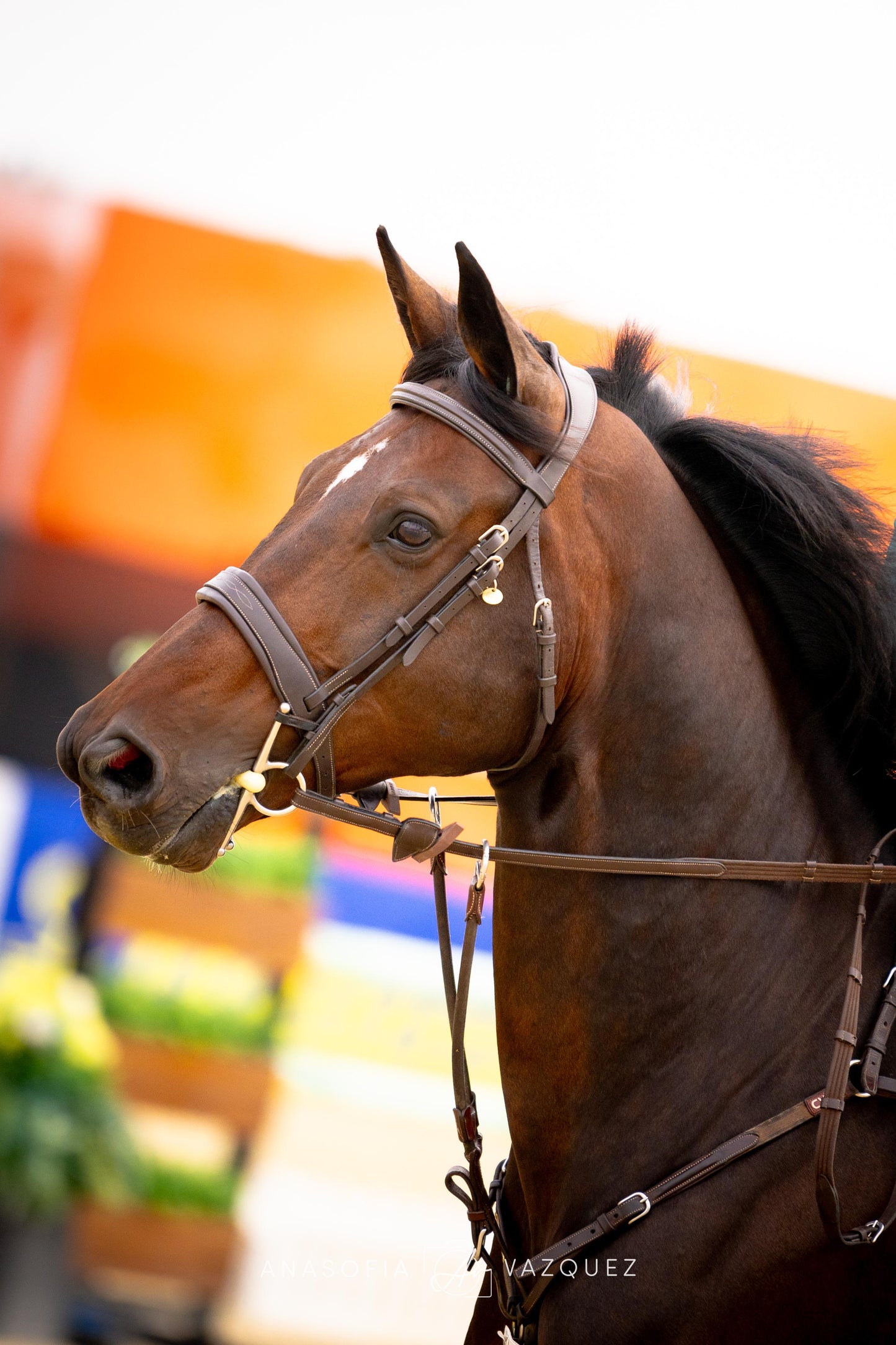 The Riviera Bridle - Full Custom