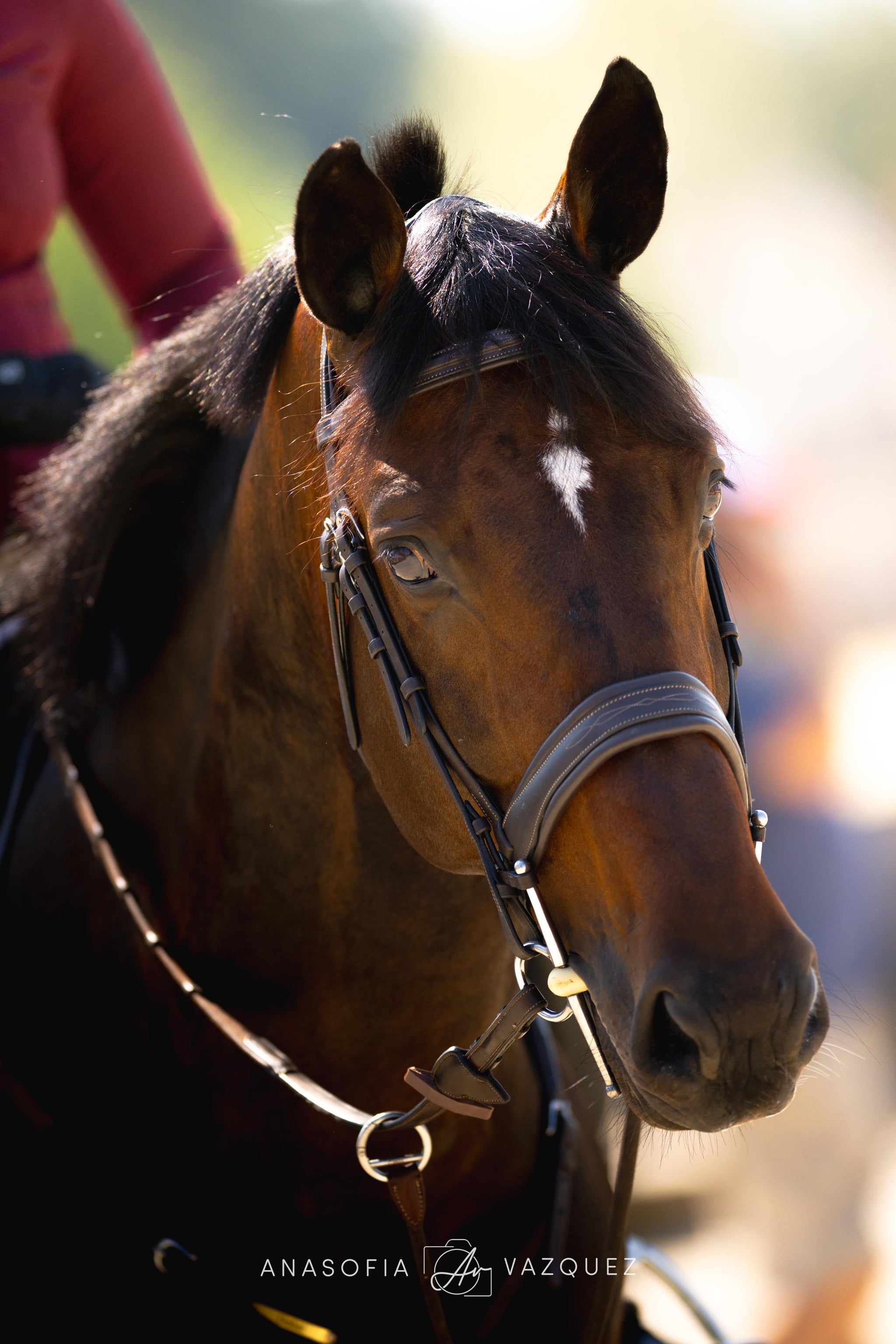The Riviera Bridle - Full Custom