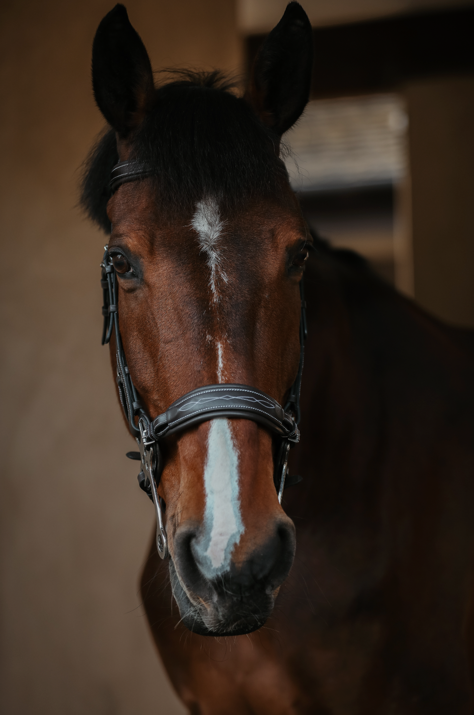 (Pre-Order) The Monarch Hackamore Bridle