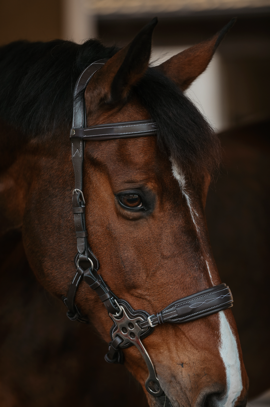 (Pre-Order) The Monarch Hackamore Bridle