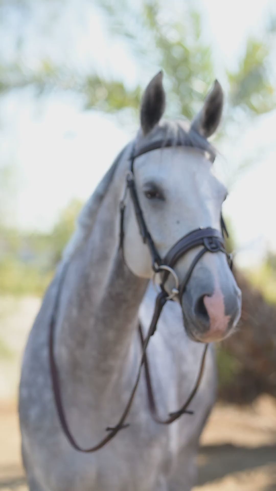 Horseland フランス製 スウェード レザー フリンジ ベスト B03_7600_3adfca27-1c49-4188-