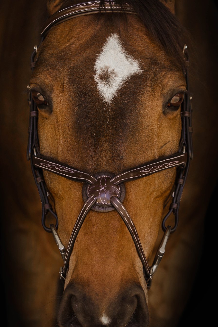 The Berlin Bridle - Full Custom