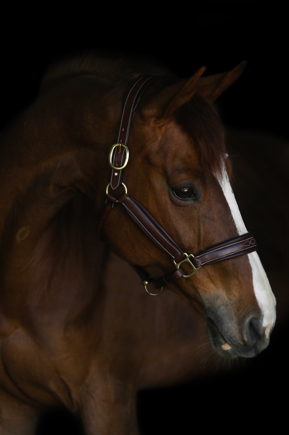 LTD Custom Letter Halter