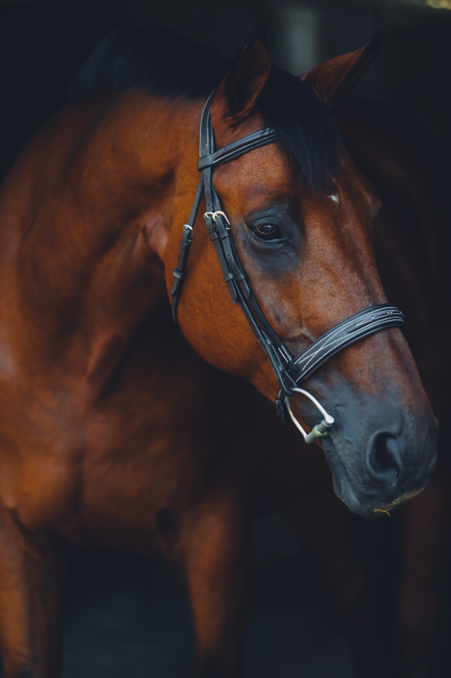 The Aspen Bridle - Full Custom