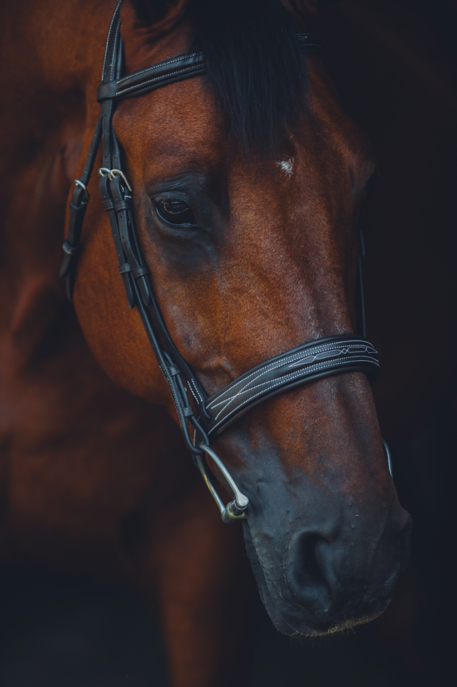 The Aspen Bridle - Full Custom