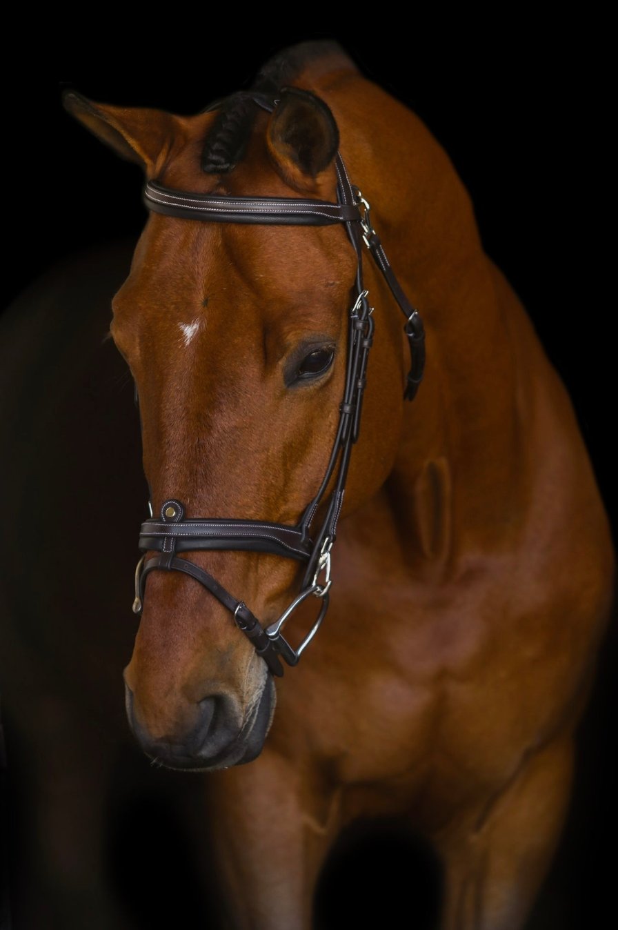 The Riviera Hack Bridle