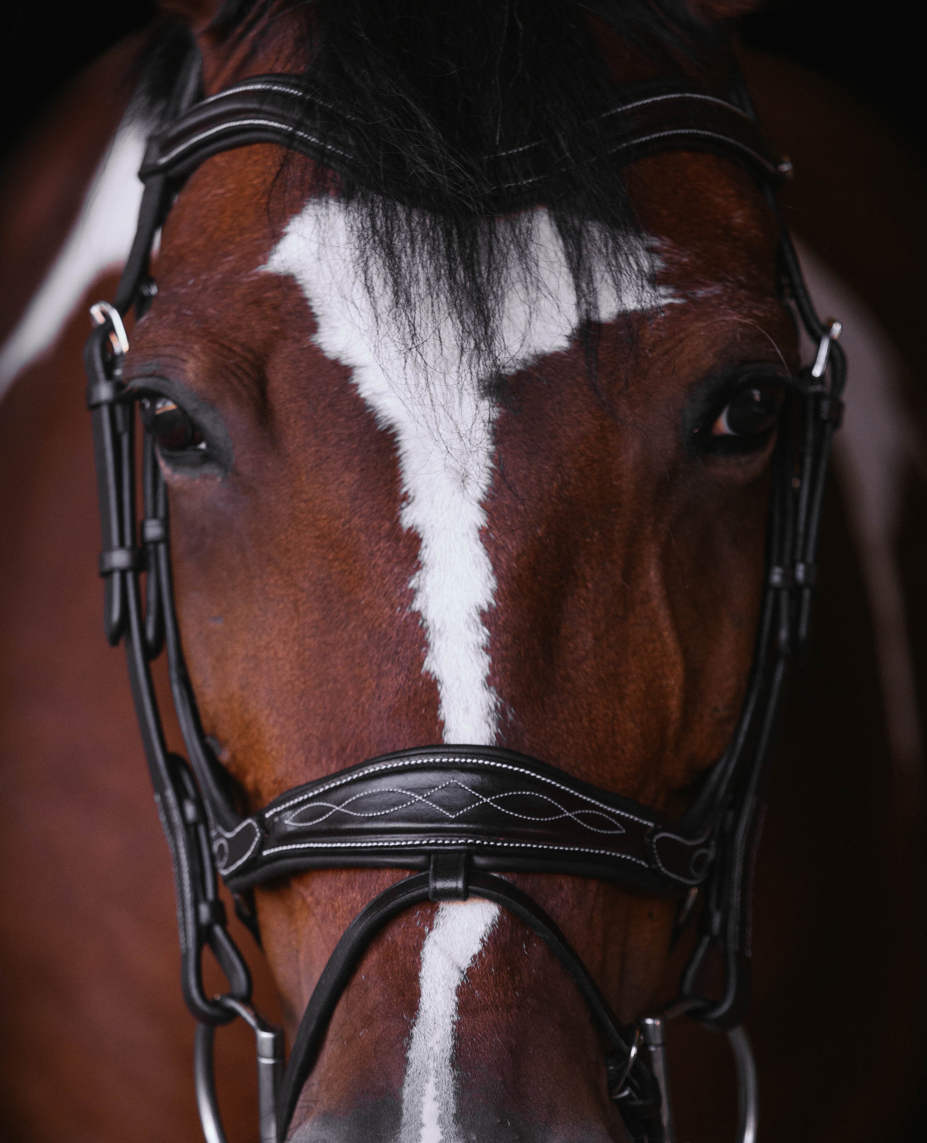 The Elysian Bridle - Full Custom